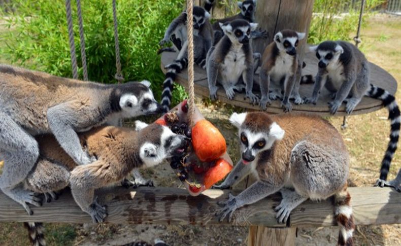 Madagaskar'da doğdu İzmirli oldu