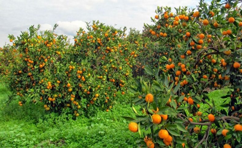 Selçuk'ta depolanan mandalinalar 'Drencher' ile ilaçlanacak