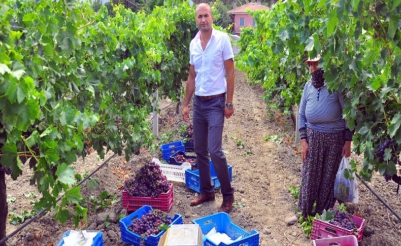 Manisa'da 'erkenci üzüm' hasadına başlandı