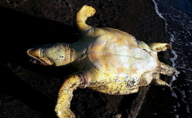 Sahile ölü caretta caretta vurdu