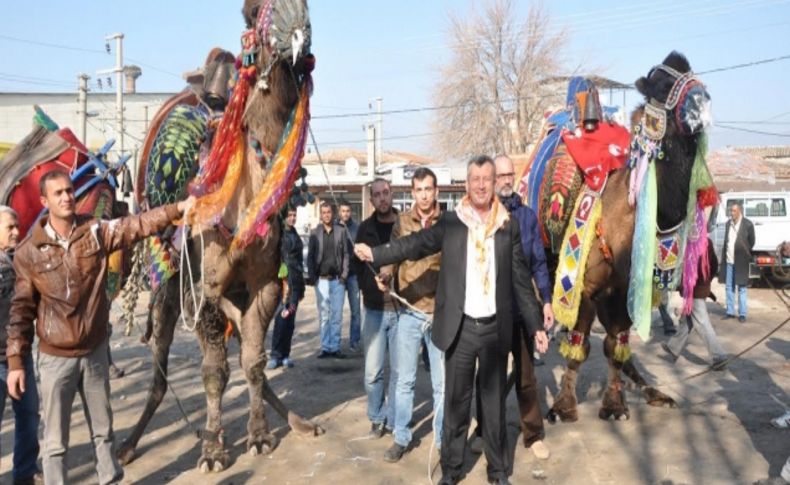 Menemen’de deve güreşleri başlıyor