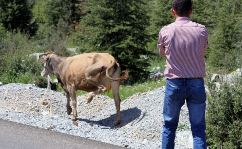 Muğla Zabıtası’ndan ‘Sarıkız’ operasyonu