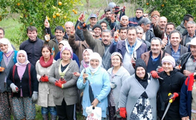 Narenciye budamaya kaldın eli