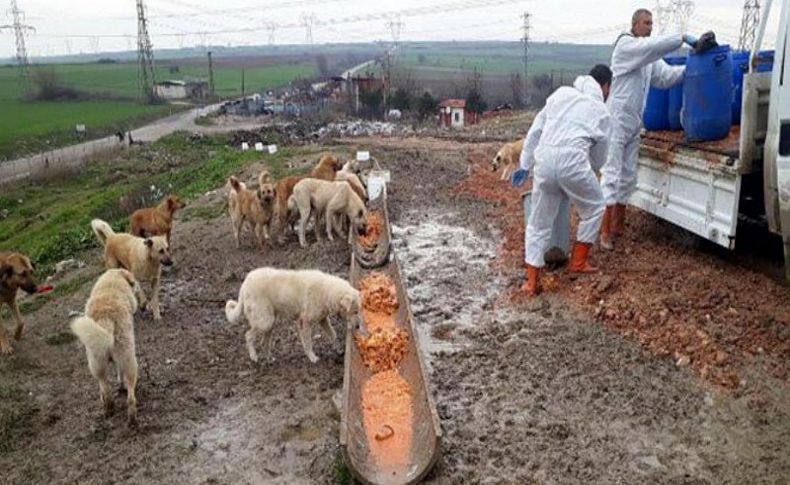 O ilde 500 köpek kayıp!