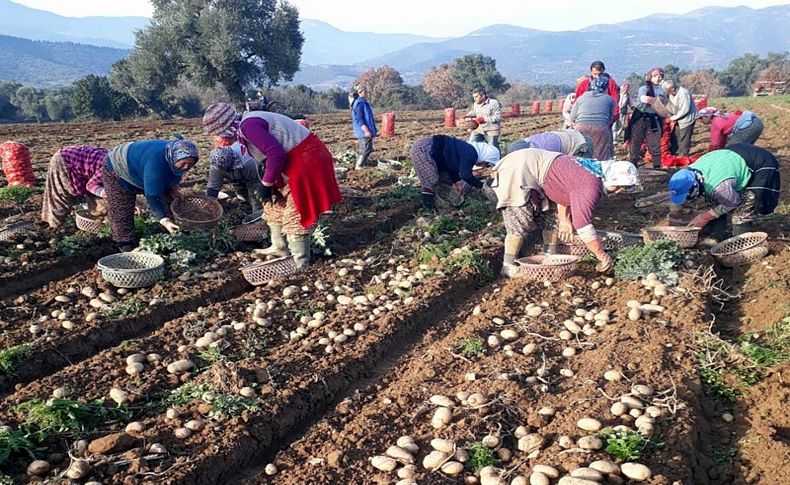 Ödemiş patatesinin fiyatı düştü