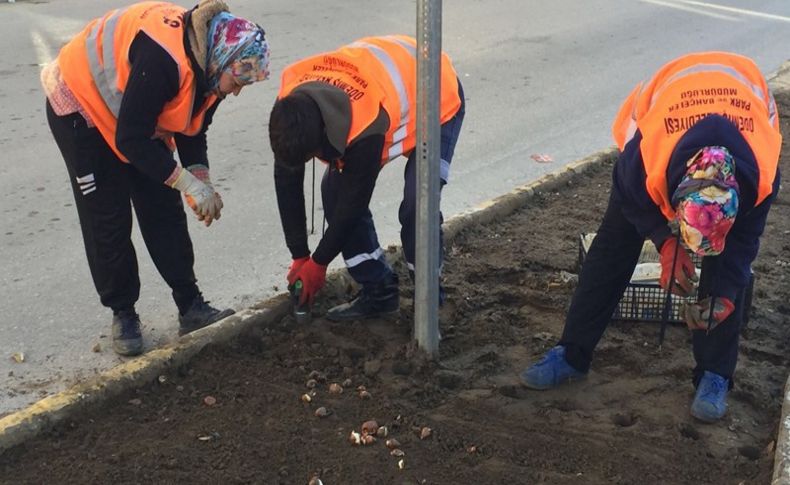 Ödemiş’te 25 bin lale toprakla buluştu