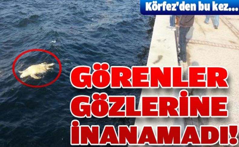 Ölü Caretta kıyıya vurdu