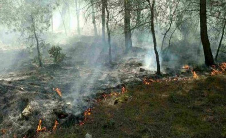 İzmir'de ormanlık alana yıldırım düştü, 5 hektar kül oldu!