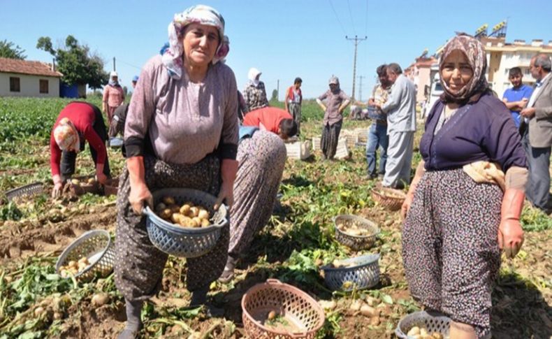 Patates üretiminde gerileme