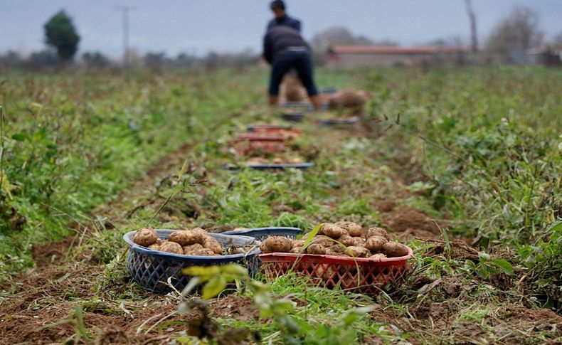 Patates tarlada 1 buçuk lira