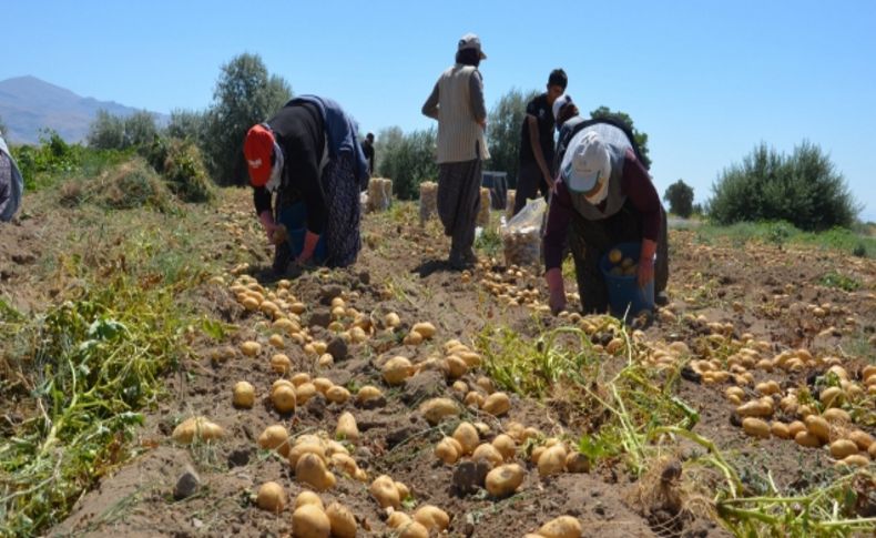 Patates işçisi: Akaryakıttan ÖTV kalksın, mazot desteği de verilmesin