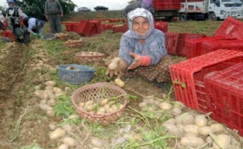 Patateste pazarla tarla fiyatlarında yüzde 300 fark