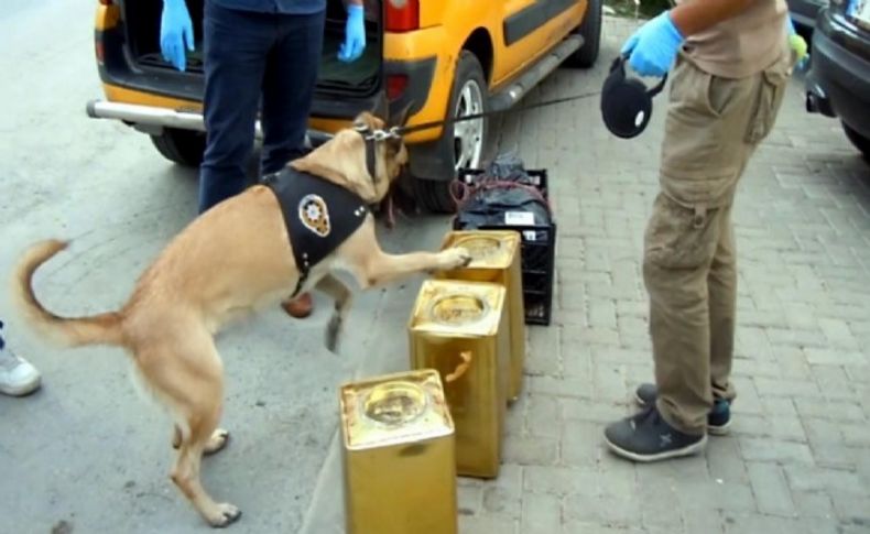 Peynir tenekelerinden esrar çıktı