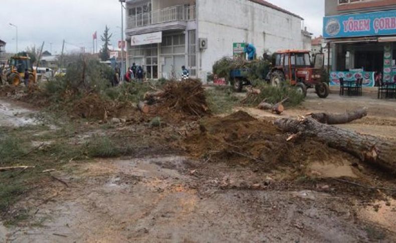 Yarım asırlık çamlar 'peyzaj' için kesildi