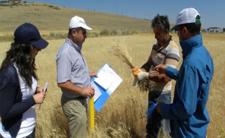 Pirincin alternatifi olması beklenen gacerin hasadına başlandı