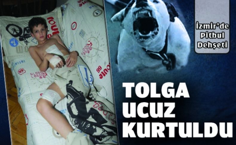 Pitbullun saldırdığı çocuk ucuz kurtuldu