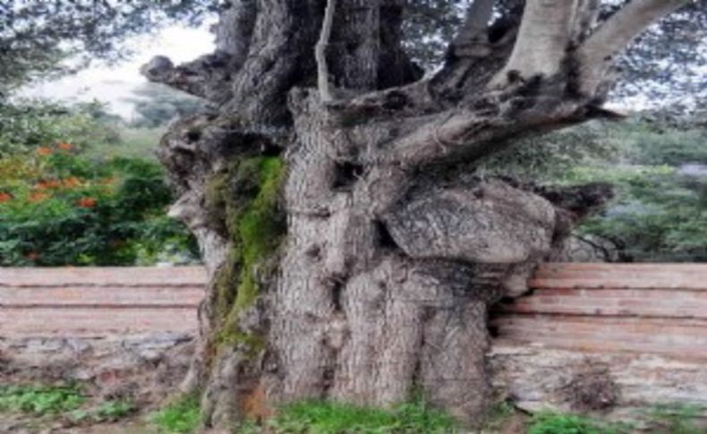 Zeytin ağaçları tescilleniyor