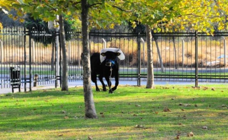 Sahiplerinin elinden kaçan boğa denize atladı