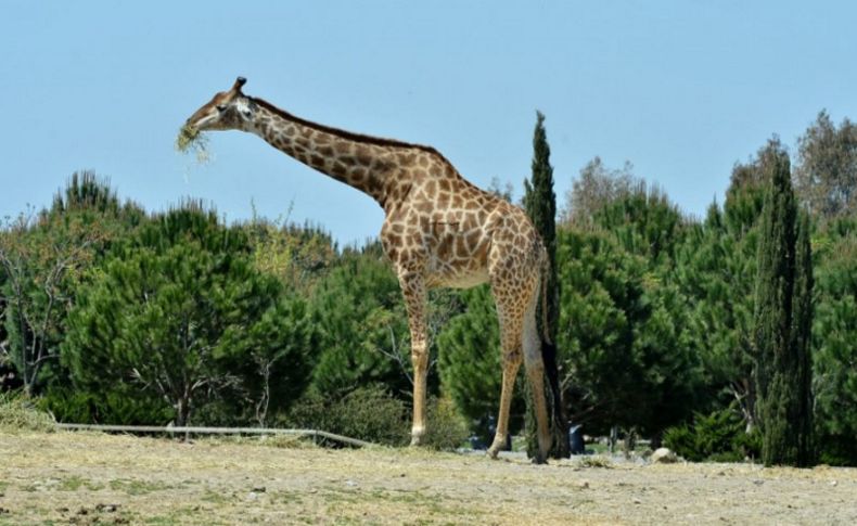 Sasalı’nın simge ismi Zarife yaşamını kaybetti