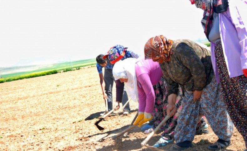 Şehirlerde işçilerin bayramı meydanlarda, kırsalda ise tarladaydı