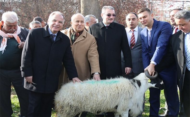 Selçuk’ta Safkan Sakız Koçları dağıtıldı