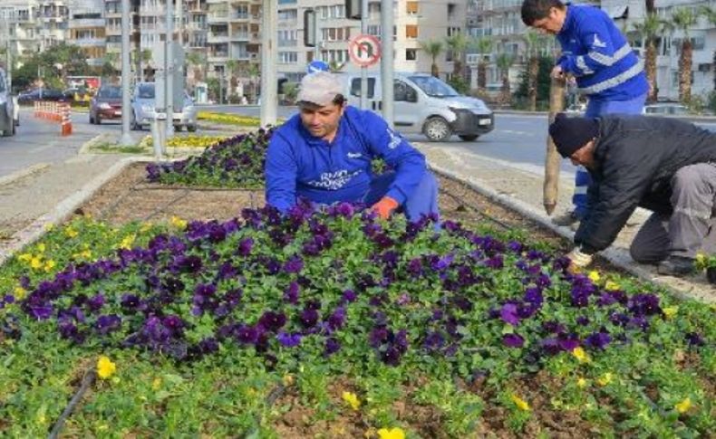 Şimdi menekşe zamanı