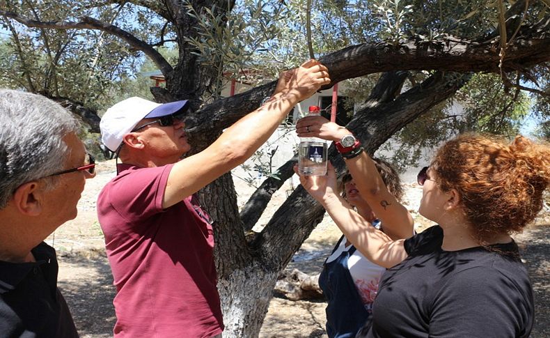 Sinek tuzağa takıldı, 82 bin zeytin ağacı kurtuldu