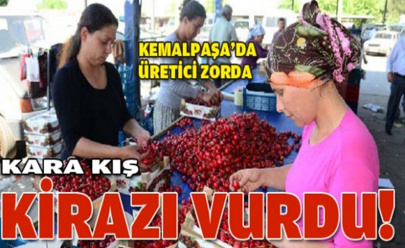 Soğuk hava ve arıların çalışmaması kirazı vurdu