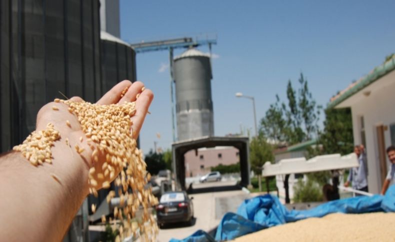 Son yılların en verimli hasat dönemi yaşandı