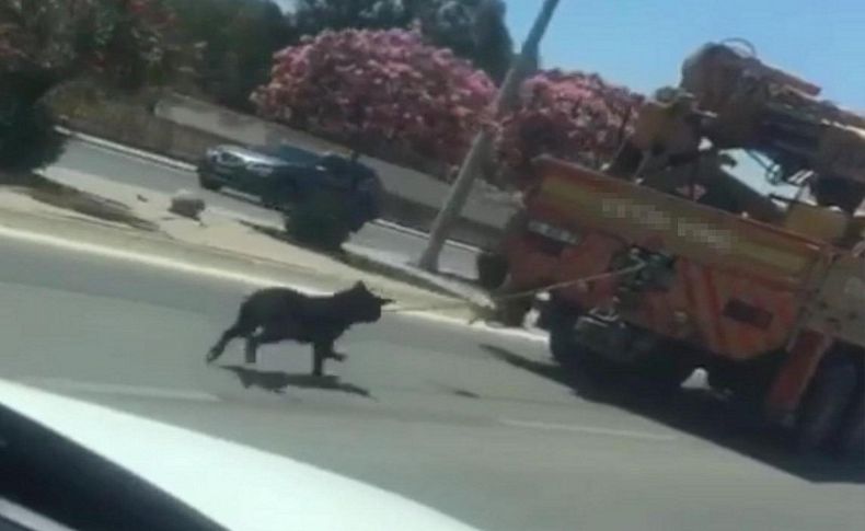 Sosyal medyada tepki çeken görüntü! Vince bağlı köpeği fark etmemiş