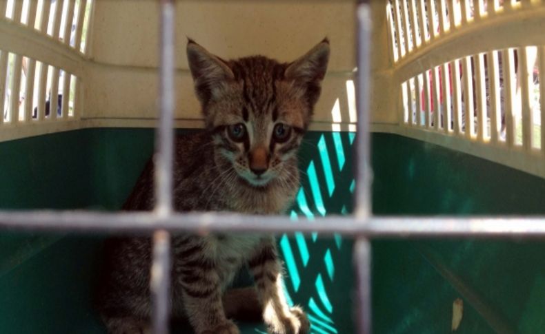 Taksim'de kedi kurtarma operasyonu