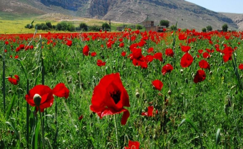 Tarımsal ilaçlar nedeniyle tarlalar gelincik kırmızısından yoksun kaldı