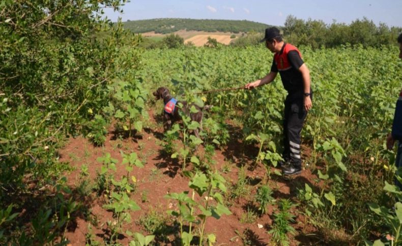 Tarlada kenevir ekip hasadını yaptı ancak jandarmadan kaçamadı