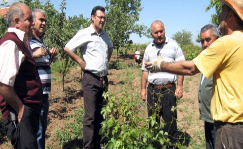 Tarlalarını çekirge basan çiftçiler şaşkın