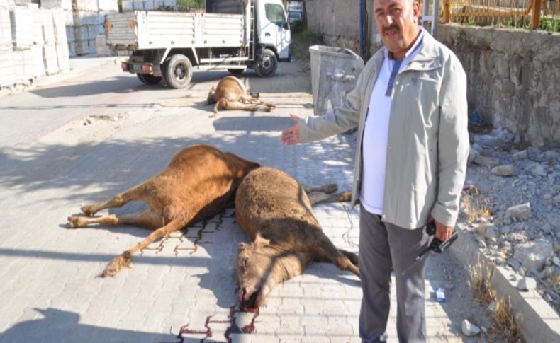 Telef olan büyükbaş hayvanların yola bırakılması tepki çekti