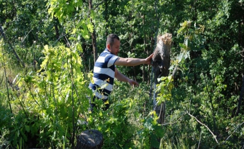 TEMA, orman tahriplerine tepki gösterdi