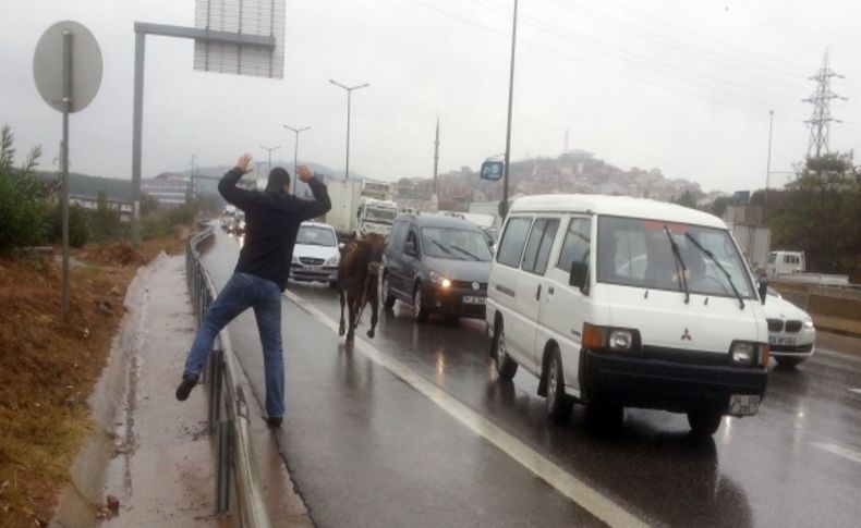 Ters yönde kaçan boğa, trafiği birbirine kattı