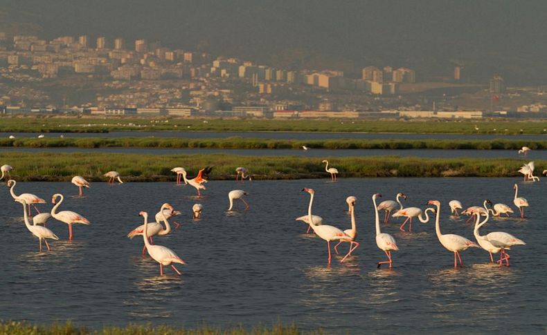 TMMOB: Körfez Geçiş Projesi ÇED iptaliyle flamingolar kazandı
