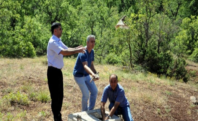 Tunceli’nde doğaya 400 keklik bırakıldı