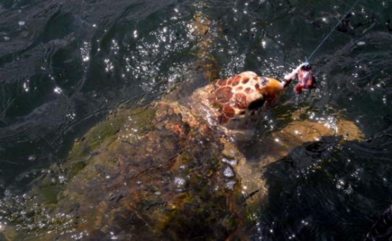 Turizm sezonu bitti, caretta besleme yasağı delindi