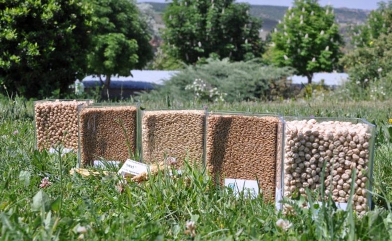 Türkiye’nin ilk tarımsal araştırma merkezi, yeni ürünlerini tanıttı