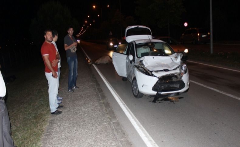 Uluslararası havaalanının etrafında dolaşan inekler kaza yaptırıyor