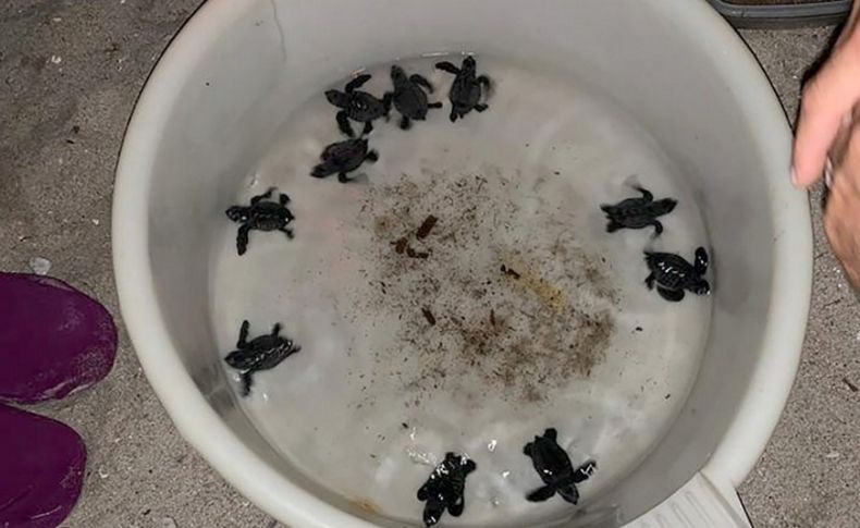 Urla'da 10 caretta caretta yavrusu denizle buluştu