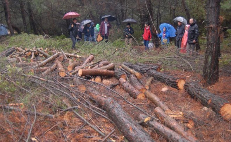 Urla'daki ağaç katliamına bir tepki de şehir plancılarından