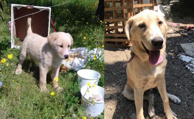 Vahşet! Bıçakladığı köpeği serbest kalınca öldürdü