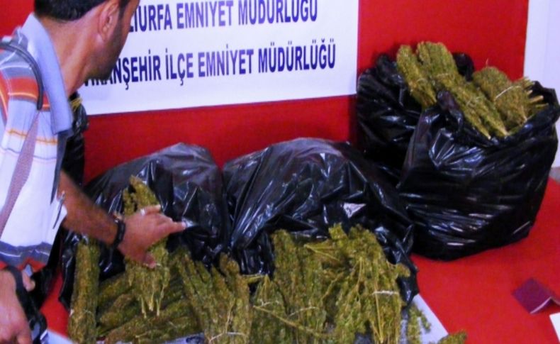 Viranşehir polisi 46 kilogram esrar ele geçirdi