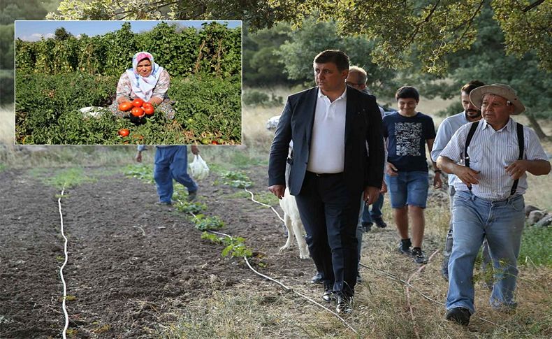 Yamanlar Domatesi tezgahlara dönüyor