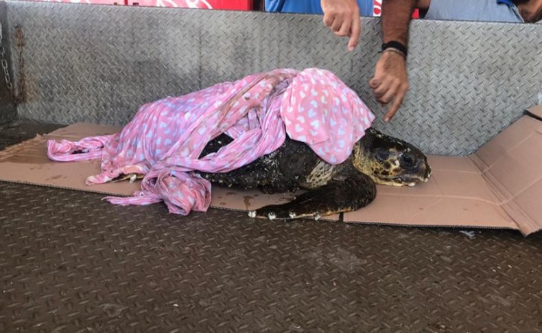 Yaralı halde bulunan caretta caretta tedavi altına alındı