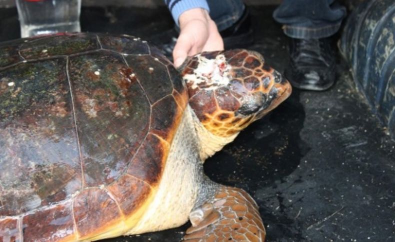 Yaralı caretta caretta karaya vurdu