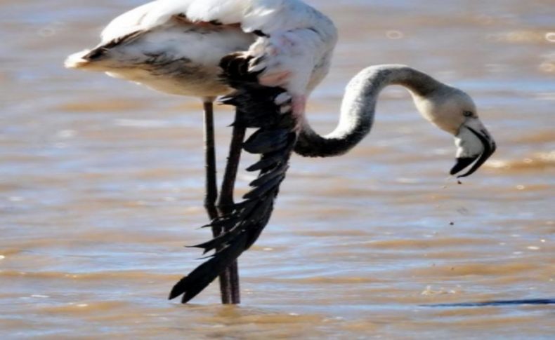 Yaralı flamingolar için soruşturma